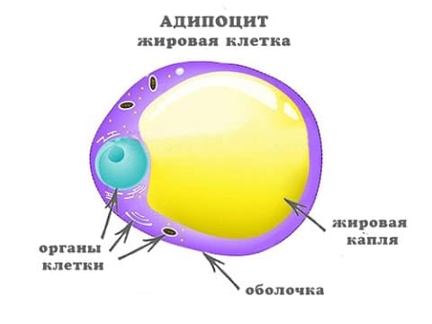 Локальное жиросжигание: можно ли убрать жир с живота, боков и бедер?