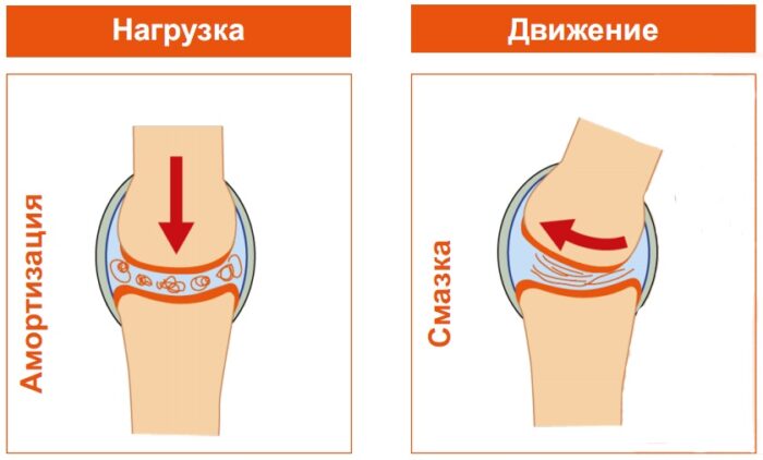 Работа синовиальной жидкости в процессе разминки